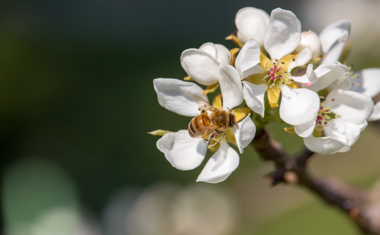 Manuka Honing uit Nieuw-Zeeland