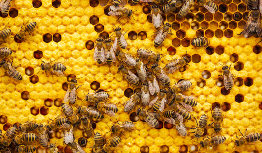 De Ongelooflijke Voordelen van Propolis