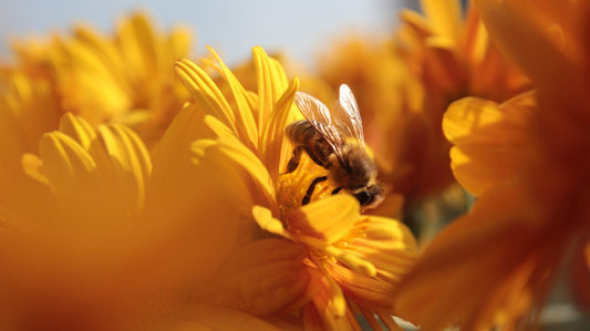 Welk Deel van de Bloem Vormt Stuifmeel? - Honingwinkel