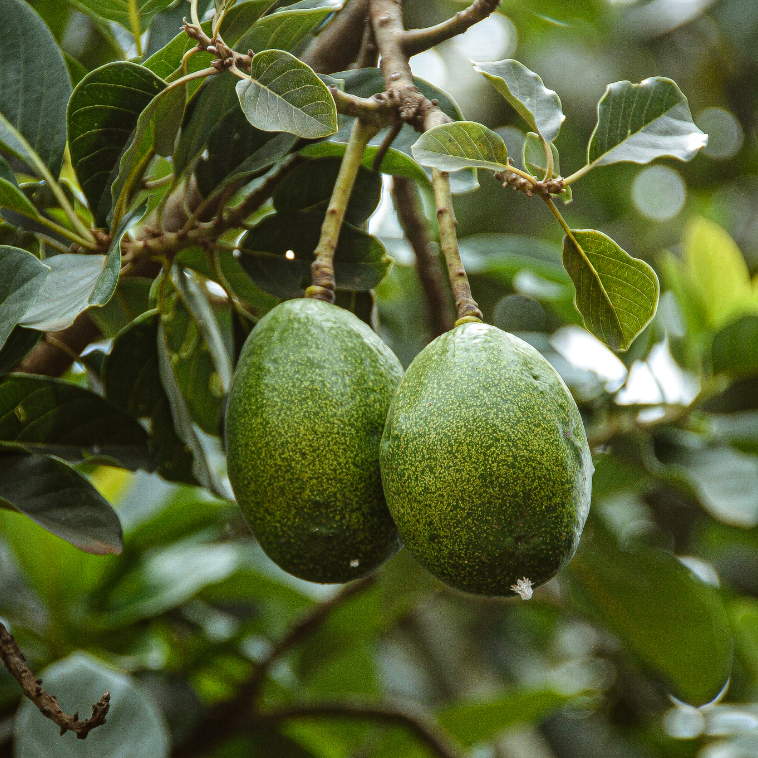 Premium avocadohoning Spanje 450g Honingwinkel (vloeibaar)