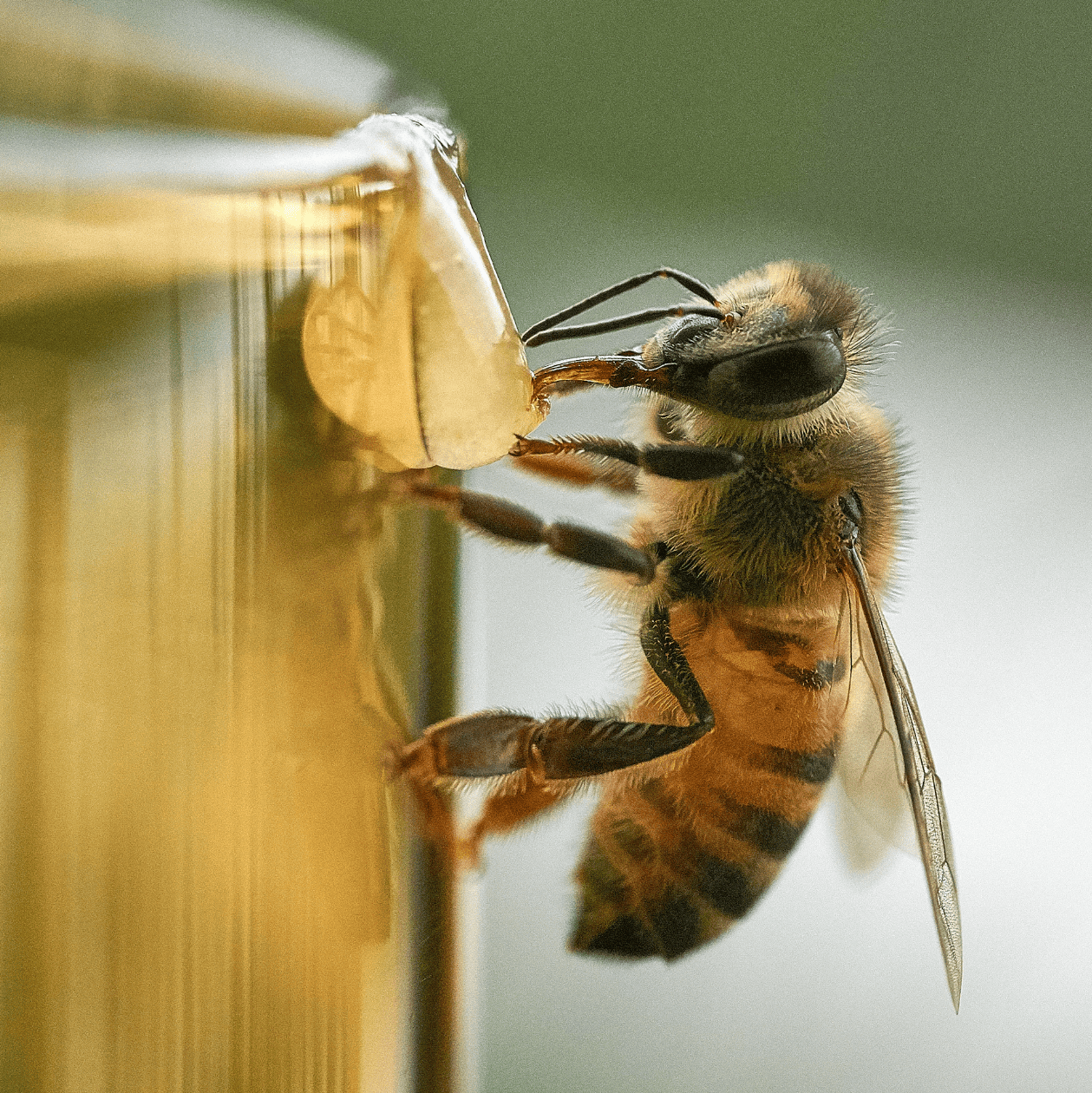 Proefpakket 5 landen, 5 smaken Honingwinkel.nl