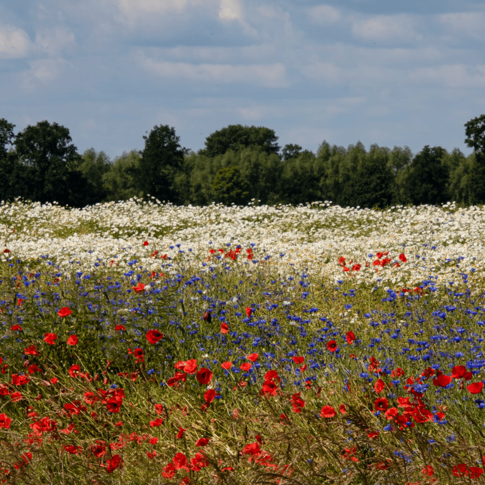 Bloemenhoning 450g Griekenland Honingwinkel (vloeibaar)