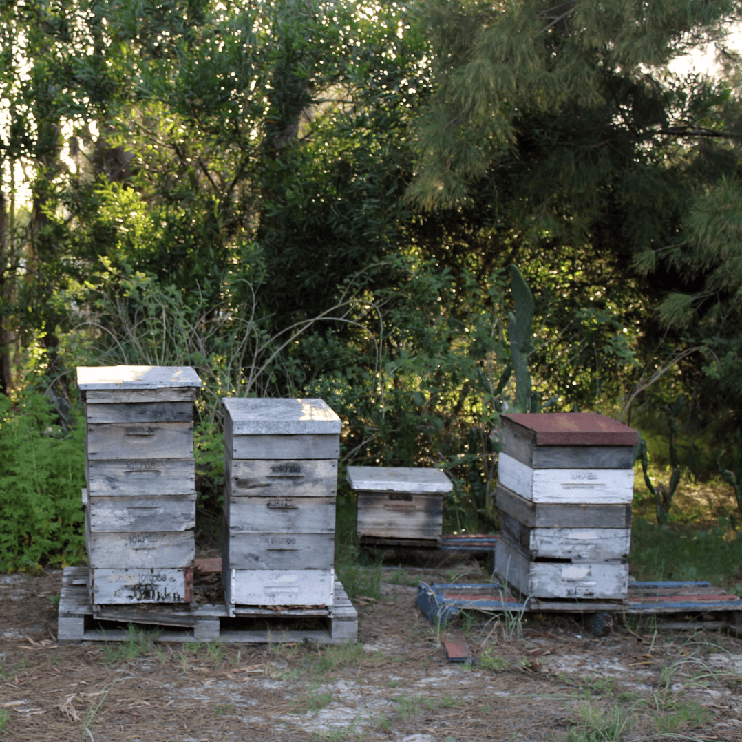 Boshoning 900g Italië Honingwinkel (vloeibaar)