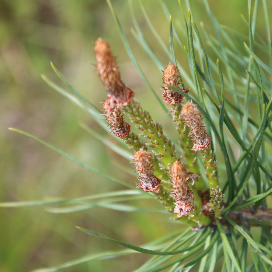 Dennenhoning Turkije 250g Honingwinkel (vloeibaar)