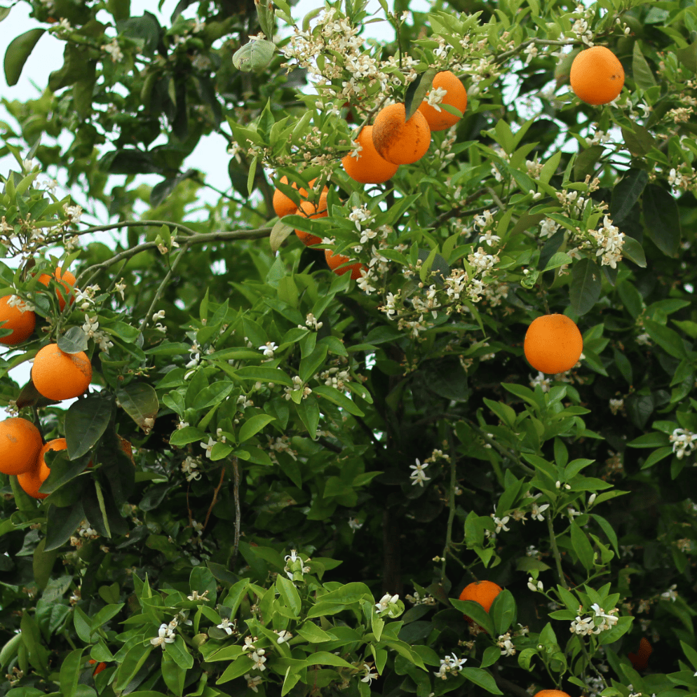 Sinaasappelhoning 900g Italië Honingwinkel (vloeibaar)