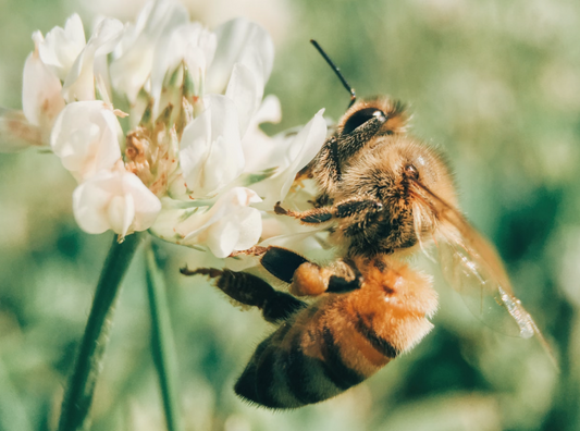 Duurzaamheid en Bescherming van Bijen: De Kracht van Rauwe Honing