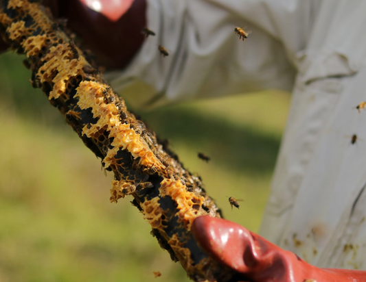Het Verzamelen van Rauwe Honing: Een Eeuwenoud Ambacht