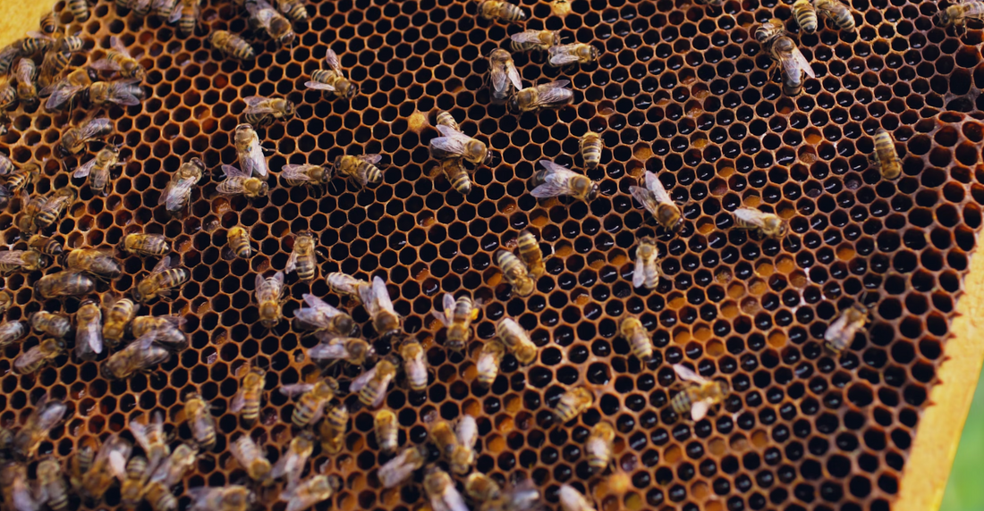 Heidehoning kenmerken en oogstproces