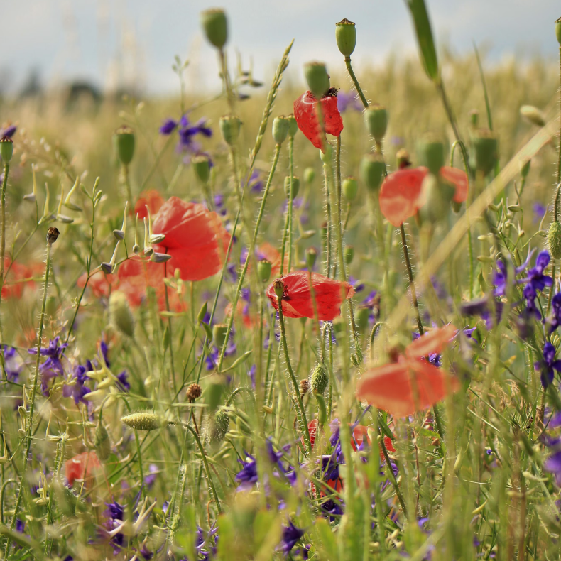 Bloemenhoning: Wat Is Het en Wat Is Het Verschil?
