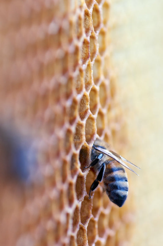 De Samenstelling en Ingrediënten van Propolis - Honingwinkel