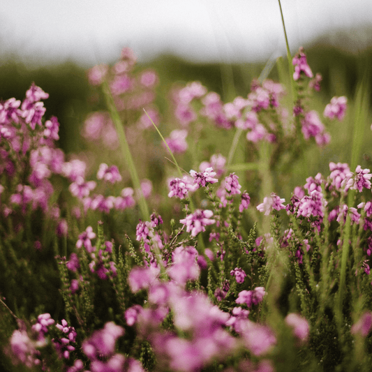Heidehoning: De Typisch Nederlandse Honing van de Veluwe