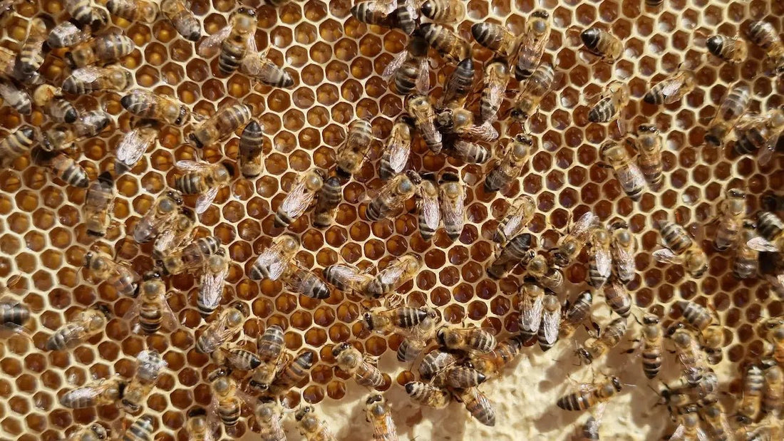 Hoe maken bijen honing? - Honingwinkel