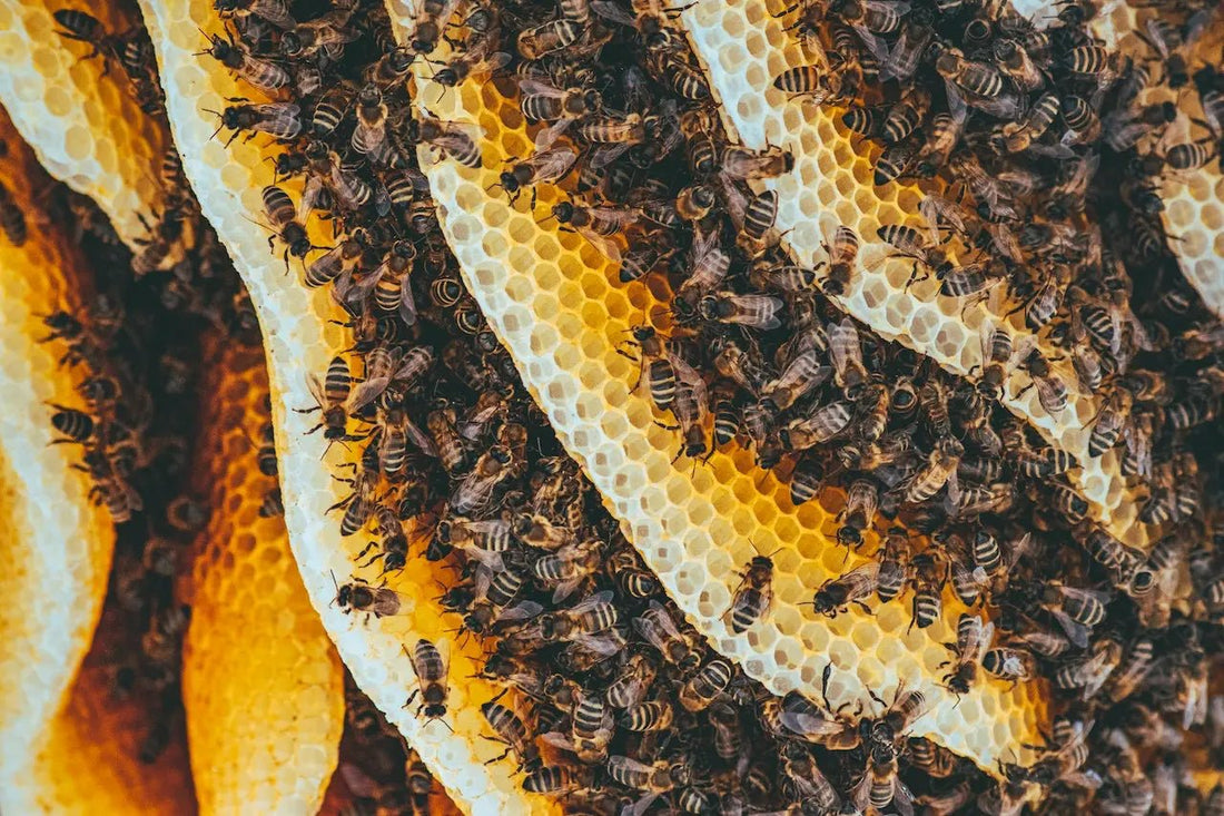 Honing tegen maagzuur - Honingwinkel