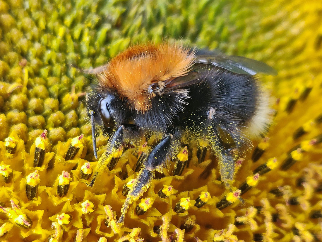 Ontdek de kracht van stuifmeel: de voordelen en toepassingen in bijenpollen - Honingwinkel