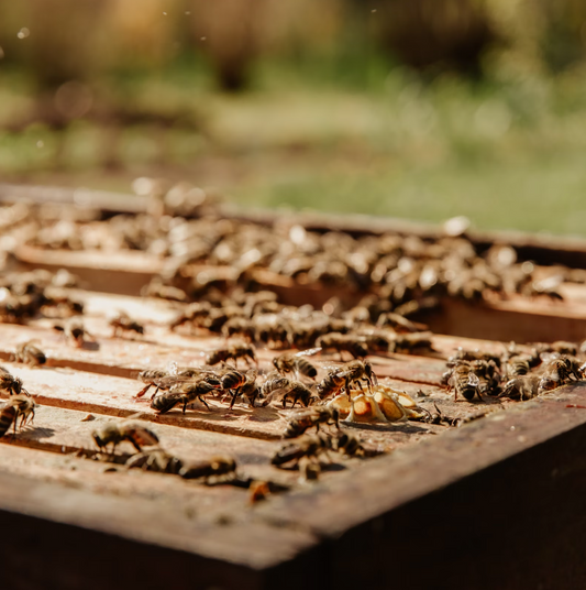 Propolis Druppels of Spray: Welke Kies Je?