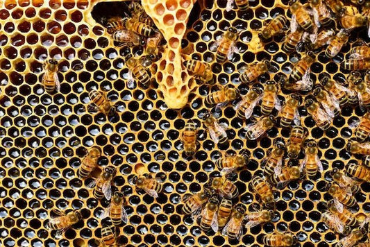 Waar zit propolis in? - Honingwinkel