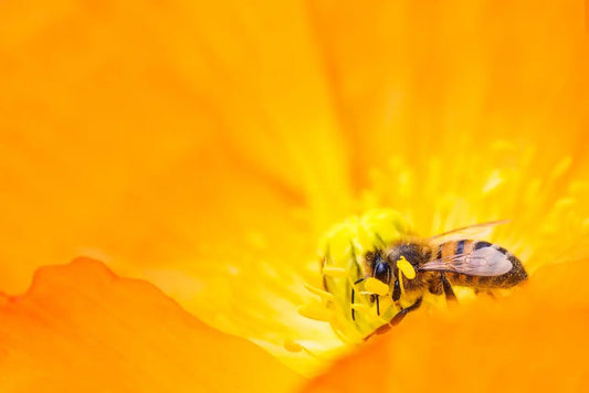 Wat is biologische honing? - Honingwinkel