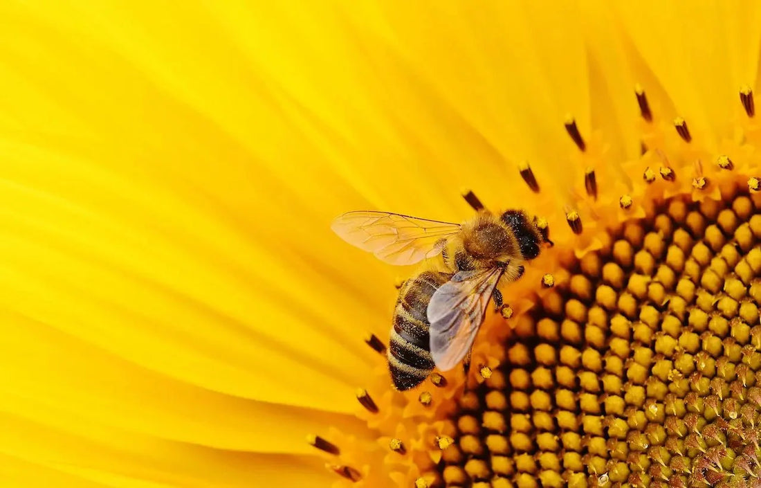 Wat is propolis? - Honingwinkel