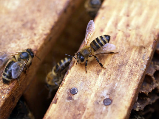 Werking van propolis - Honingwinkel