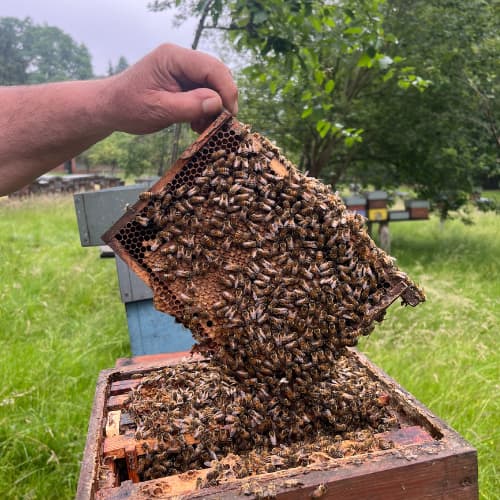 Zomerhoning 450g België Honingwinkel (vloeibaar)