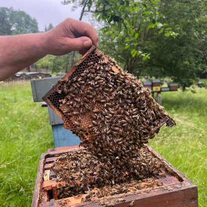 Zomerhoning 450g België Honingwinkel (vloeibaar)