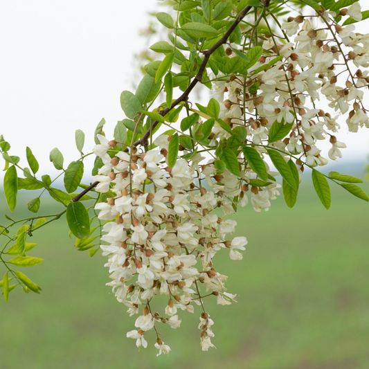 Acaciahoning Hongarije  500g Weyn's Vloeibare