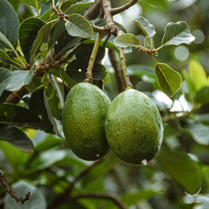 Premium avocadohoning Spanje 450g Honingwinkel (vloeibaar)