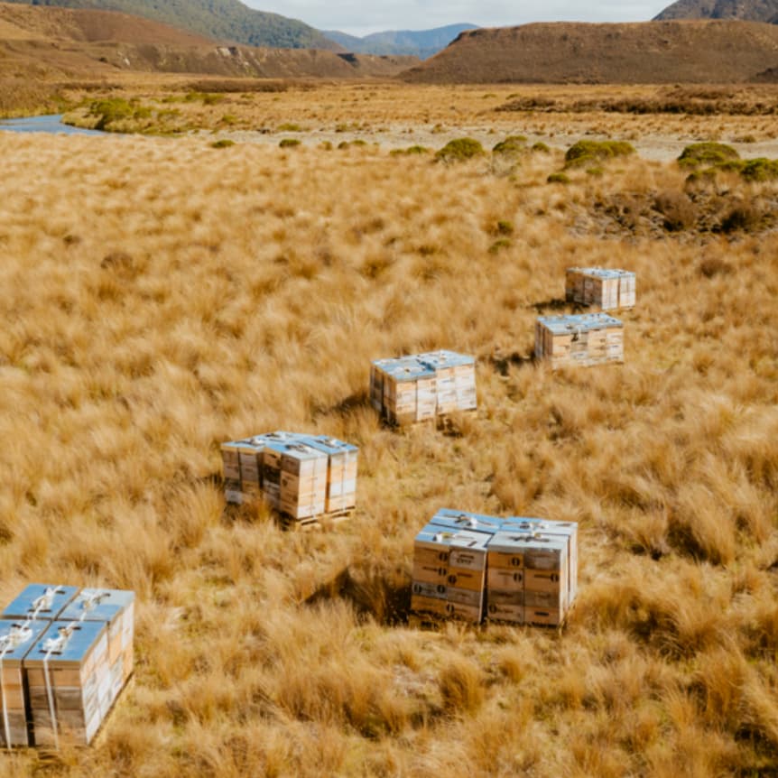 Manukahoning MGO 100+ 1 kg Manuka Zealand