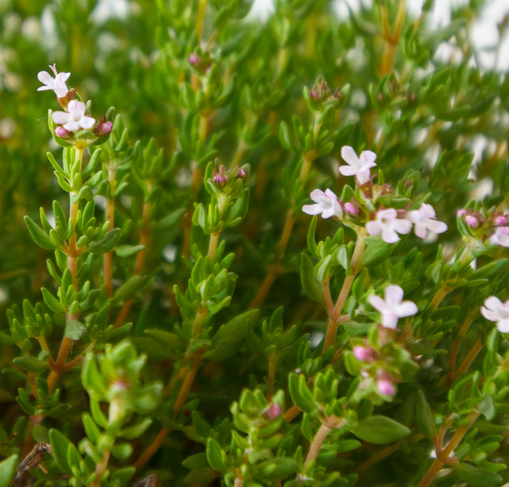 Tijm met bloemenhoning 450g Turkije Honingwinkel (vloeibaar)
